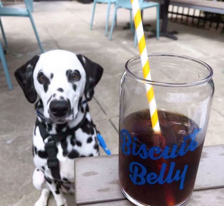 Picture of an iced coffee in a branded cup and a Dalmatian sitting on the Biscuit Belly patio