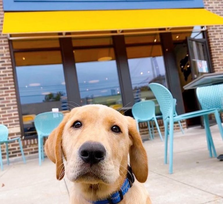 Picture of a young yellow lab sitting on the patio of a Biscuit Belly brunch restaurant